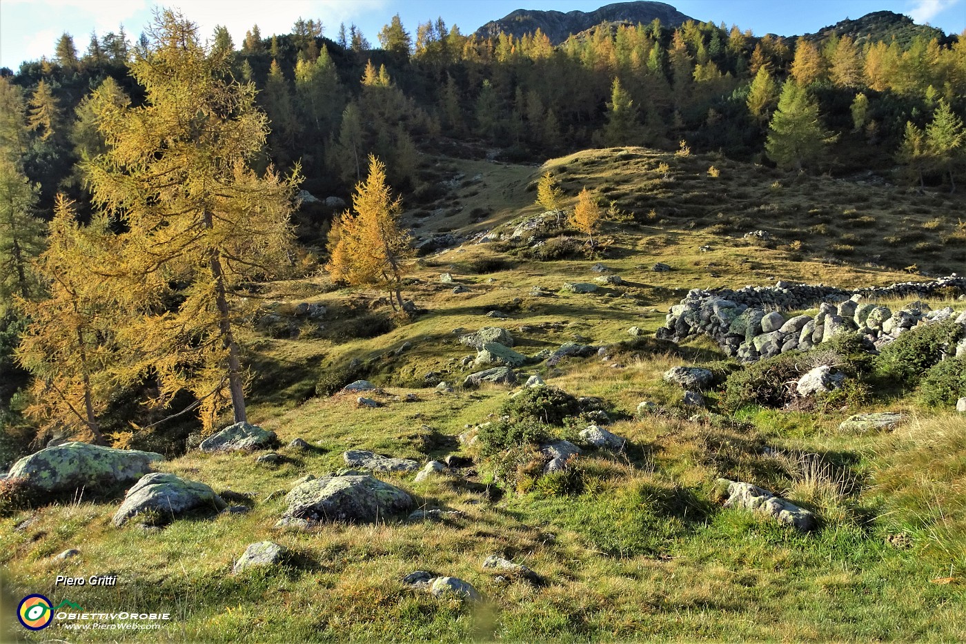 33 In decisa salita tra larici colorati d'autunno.JPG